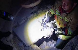 Kuyuya düşen yavru köpeği itfaiye kurtardı