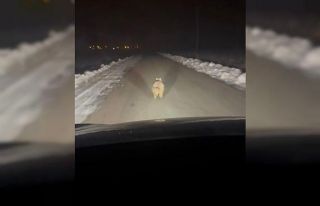 Mahalleye inen kurt, araç önünde kilometrelerce...