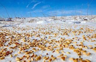Malatya Darende’de yaban hayvanları için doğaya...