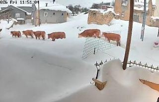 Malatya’da büyükbaş hayvanların karla mücadelesi...