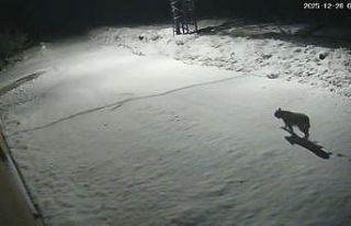 Malatya’da ‘vaşak görüntülendi