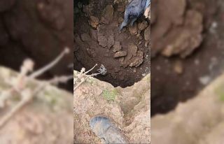 Mardin’de kuyuya düşen tilkiyi gençler kurtardı