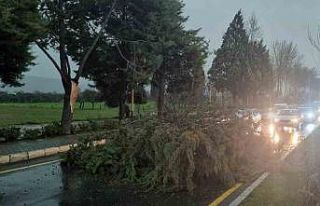 Menteşe’de şiddetli fırtınada ağaç devrildi,...