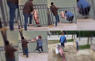 Mersin’de Göksu Nehri’nde yakalanan dev yayın...