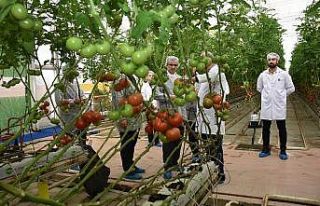 Modern sera yatırımları Salihli’de tarımı güçlendiriyor