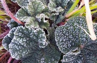 Muğla’nın sahil kesimlerine zirai don uyarısı