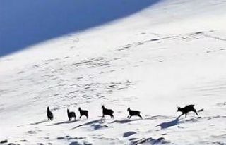 Munzur’un beyaz zirvesinde şamualar görüntülendi