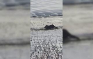 Murat Nehri’nde su samurları görüntülendi