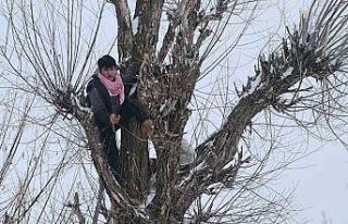 Muş’ta besicilerden alternatif yem yöntemi