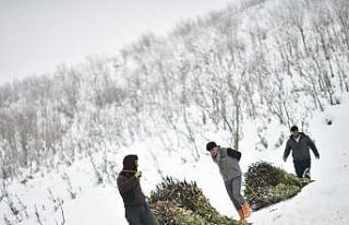 Muş’ta besicilerin kızaklı zorlu kış mesaisi