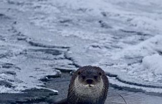 Muş’ta buz tutan Karasu Nehri’nde su samuru görüntülendi