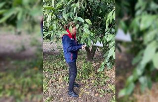 Narenciye bahçeleri kontrol edildi