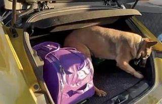 Narkotik dedektör köpeği Pera, araca saklanmış...