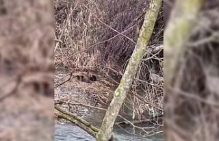 Nesli tehlike altında olan yavru su samurları Sinop’ta...