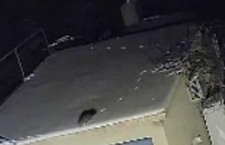 Nesli tükenme tehlikesi altında olan sansar görüntülendi