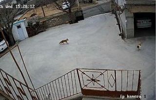 Nevşehir’de aç kalan tilki tavuklara saldırdı