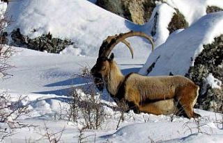 Niğde’de yaban keçisi sayısı artış gösterdi