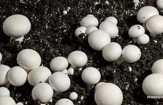 Öğrencilerin yetiştirdiği kültür mantarı hasadı...