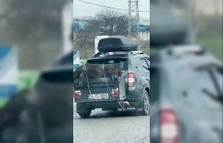 Ölü domuzu aracın arkasında taşıdılar