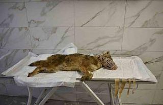 Ölümcül virüse yakalanan çakal tedavi ediliyor