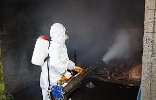 Ordu’da kahverengi kokarcaya karşı 300 binden...