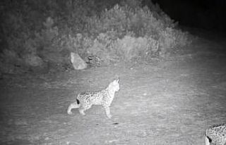 "Ormanın hayaleti" vaşak görüntülendi