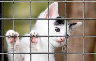 Osmangazi Belediyesi can dostların umudu oluyor