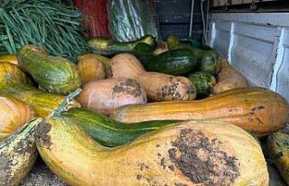 Osmangazi’de 30 kilogramlık Kıbrıs bal kabağı...