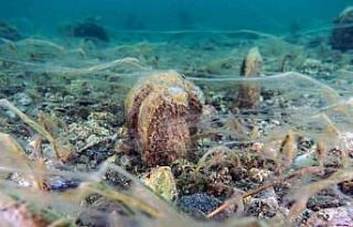 Pinalar son sığınağı Marmara’da çoğalıyor;...