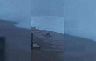 Sahilde şınav çekti, 2 metrelik dalgaları görünce...