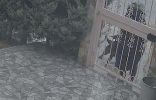 Sahipsiz köpeklerin saldırısına uğrayan kadını...