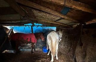 Sakarya’da otoyol kenarındaki kemikler jandarmayı...