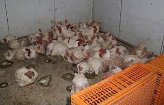 Sakarya’da tavuk çiftliğine biyogüvenlik kısıtlaması