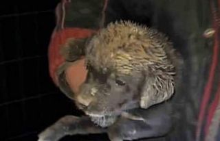 Samsun’da çukura düşen yavru köpek, zabıta...