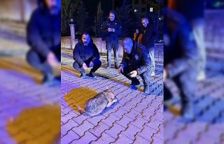 Samsun’da şehre inen çakala polis ekiplerinden...