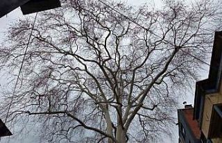 Samsun’un koruma altındaki 11 çınarından biri...