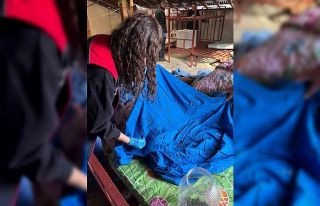 Samuray arısı üretiminde kullanılmak üzere kahverengi...