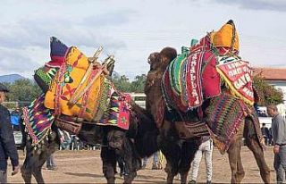 Şap hastalığı deve güreş gösterilerine de sekte...