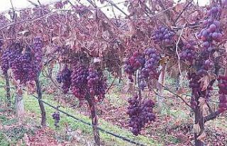 Sarıgöl’de 2025 yılı üzümleri dalında bekletip...