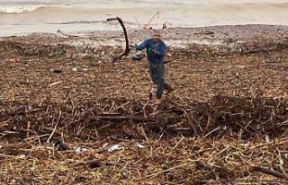 Sel sonrası deniz kahverengi oldu, sahiller odun...