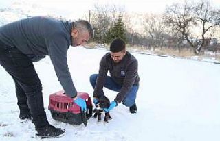 Sevimli Dost ambulansı, binlerce sokak hayvanının...