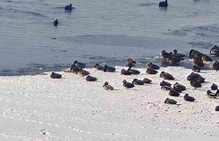 Sibirya soğukları yaban hayatını vurdu