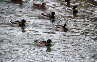 Sibirya’dan göç eden yeşilbaşlı ördekler Çoruh...