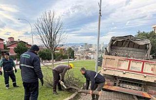 Şiddetli lodosun devirdiği ağaçlara anında müdahale