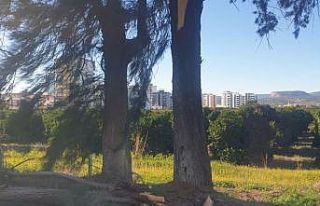 Şiddetli rüzgarda kırılan ağaç yola devrildi