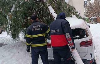 Siirt’te karın ağırlığına dayanamayan çam...