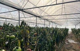 Simav’daki seralarda zirai don zarar tespit çalışması...