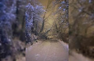 Sinop’ta ağaç devrildi