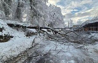 Sinop’ta kara yolunda ağaç devrildi