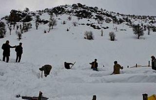 Şırnak’ta bal arıları çığ altında kaldı